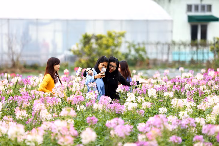 Flower Paradise in Quang La commune, a must-see attraction in Hoanh Bo.