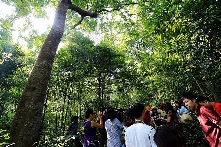 The ancient forest of ironwood in Tan Dan commune is also one of the attractive sites for visitors.