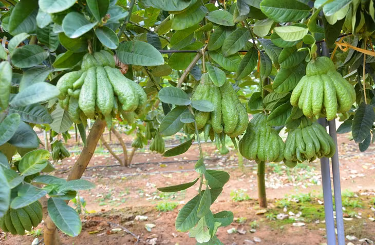 A beautiful fruit has many fingers arranged like the shape of a flower.