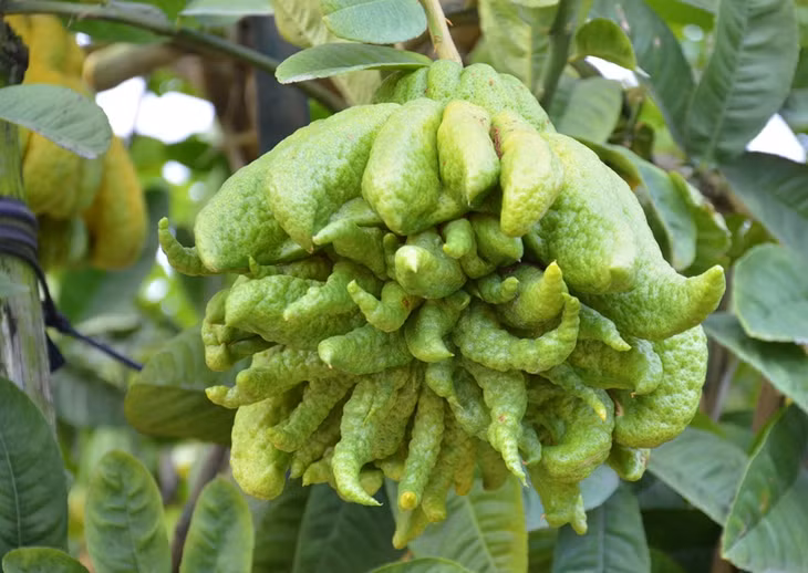 A beautiful fruit brings a price of up to millions of VND.