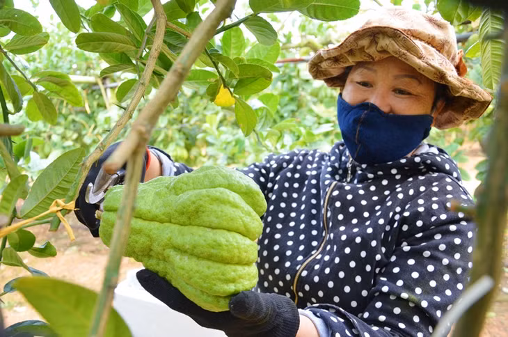 Finger citron fruits are harvested to bring to the market.
