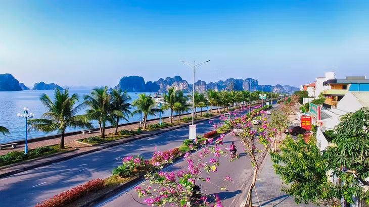 Purple Bauhinia along the coastline of Ha Long city
