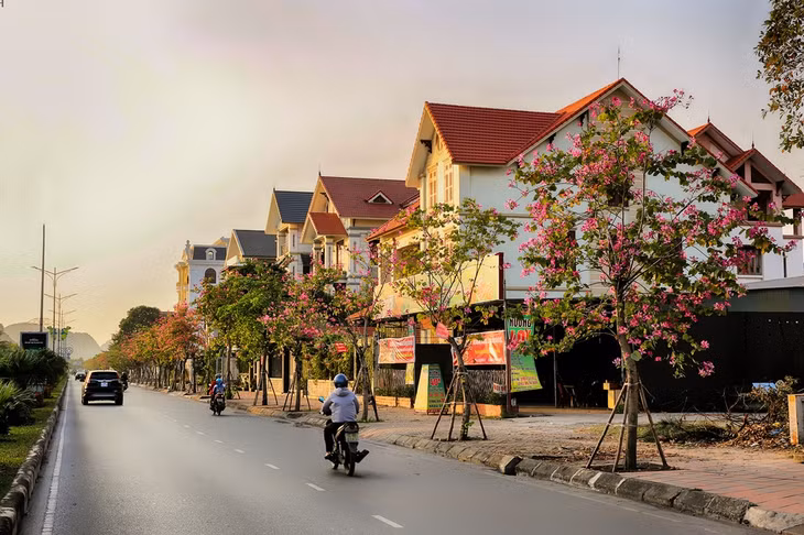 This purple flower beautifies the landscapes of Ha Long city and make it more attractive to the visitors.