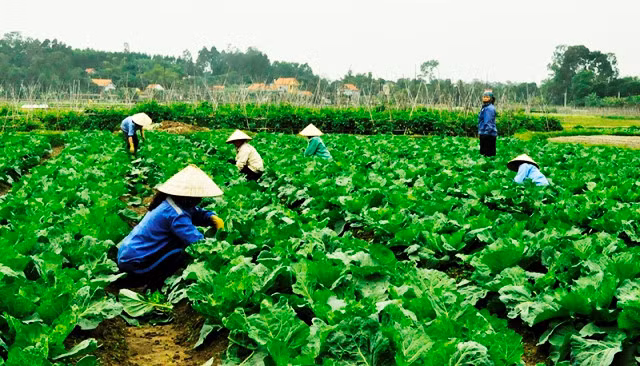 Planting safe and clean vegetables in Quang Yen town, Quang Ninh province. (Photo: nhandan.com.vn)