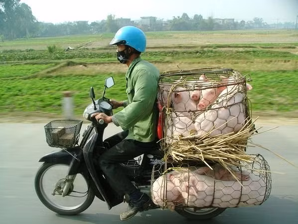 Transporting pigs