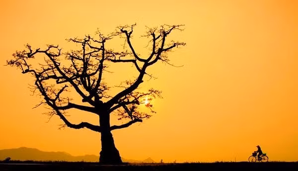 This lady was coming home late on her bicycle and passed by the big tree