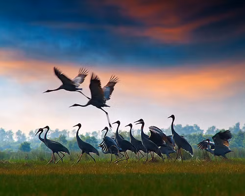 Red-headed cranes on field