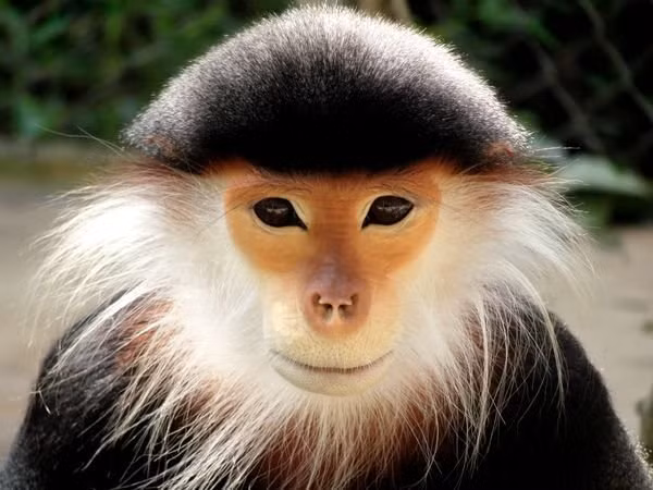 Red Shanked Douc Langur at the Endangered Primate Center in Vietnam