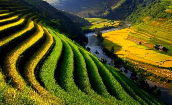 Terraced rice paddies ring the Vietnamese countryside in bright green. The crop, has been grown in Vietnam for thousands of years.