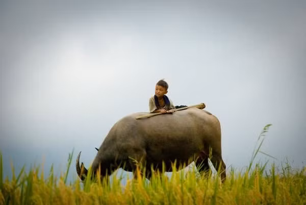 A buffalo boy in Sapa