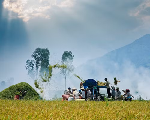 Rice harvesting in An Giang province