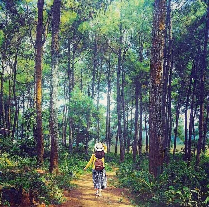 Walking in pine forests could be an unforgetable memory.