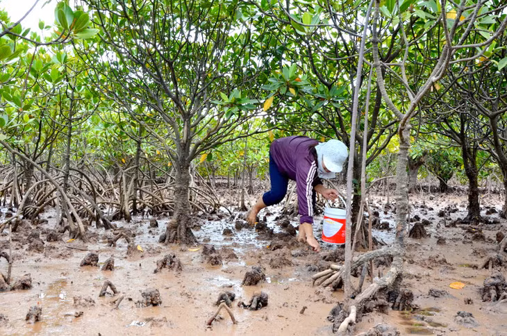 The people's awareness of protecting mangrove forest has been improved in recent years