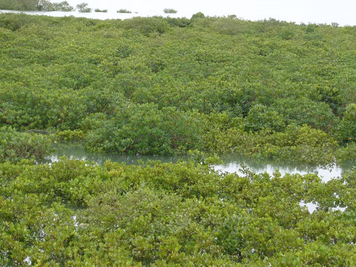 Green mangrove forest in Dong Rui Commune, Tien Yen District becomes a storm-resistant wall