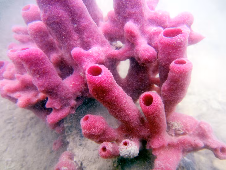 it provides habitat for a large variety of beautiful corals