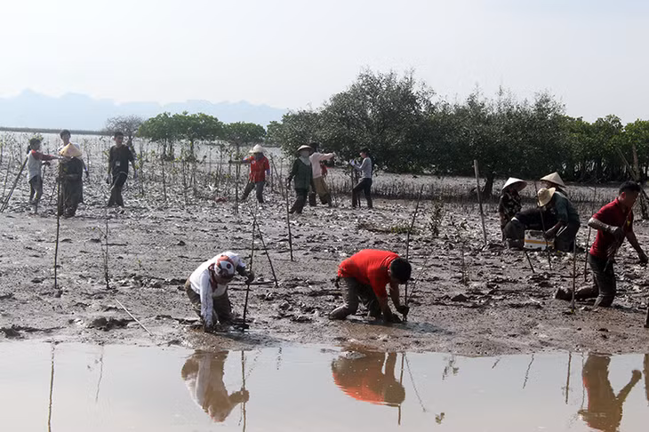 They planted 400 mangrove crabapple trees in a mud ground in Ha An ward.