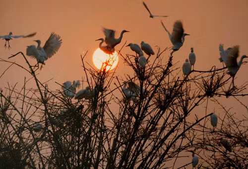 “Storks’ dance” by Nguyen Lam Anh Tuan in Hai Duong in 2014 