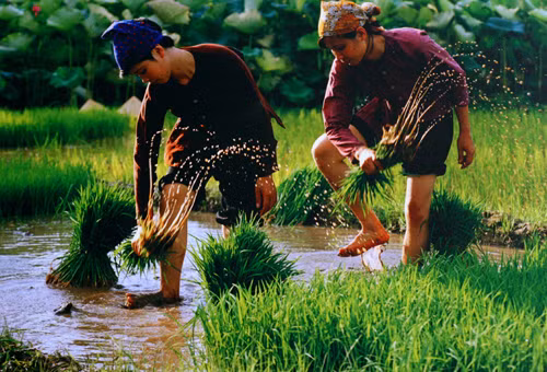 “The rhythm of spring” by Tran Phan in Bac Ninh in 2009 