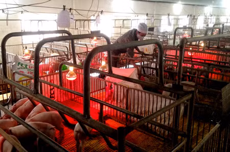 Hi-tech applied in raising pigs in Cam Pha city (Photo: QNP)