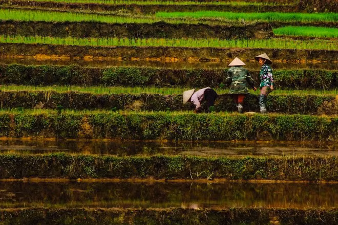 Vietnamese women working in terraced fields by Banu Cihan