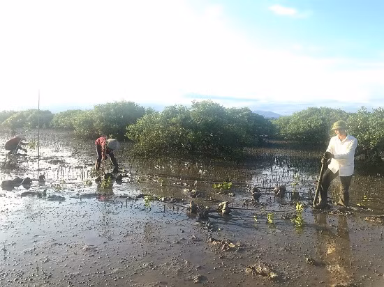 Mangrove forest is being planted in Quang Minh commune (Photo: QTV)