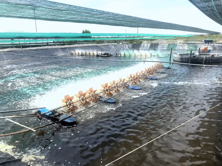 The aim of the master plan is to develop Quang Ninh aquaculture in the orientation of modernization