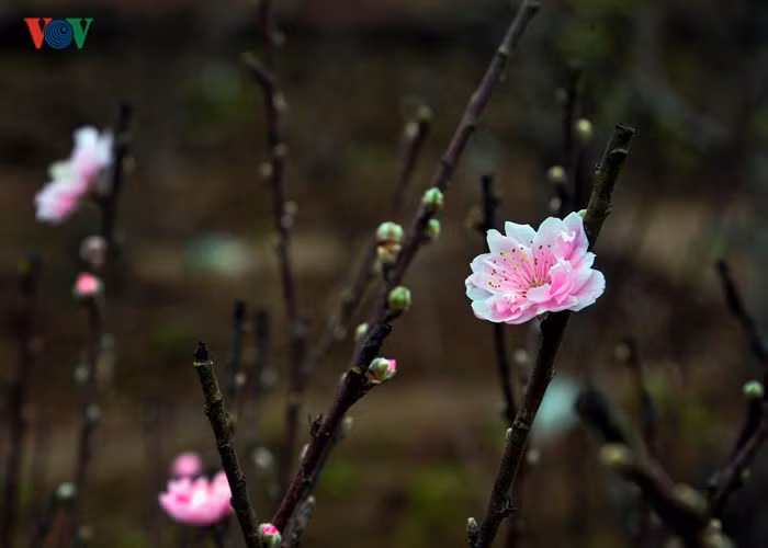  Light pink blossoms.