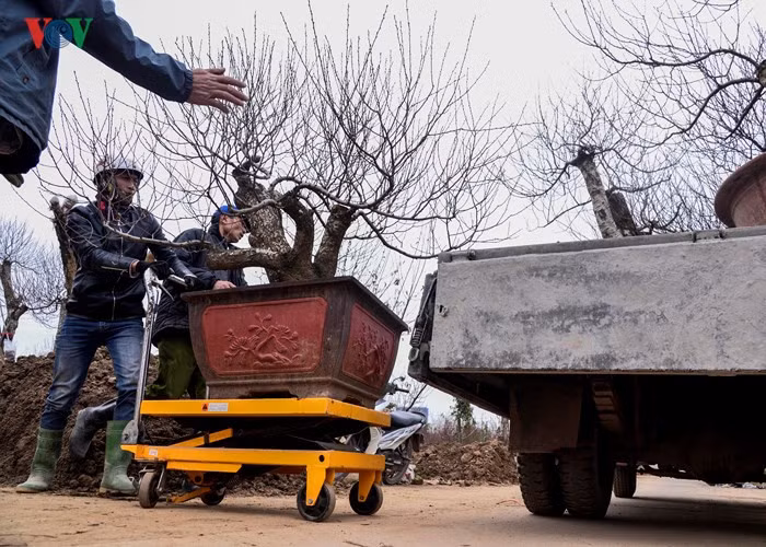 Several well-shaped peach trees are transported to Lac Long Quan street for sale.
