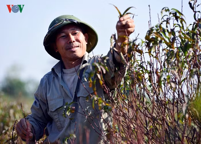 The Lunar New Year Festival (Tet) is still a month away, but gardeners in Nhat Tan flower village, Hanoi are taking special care of peach blossoms and kumquat trees to meet consumers’ demands during Tet. 