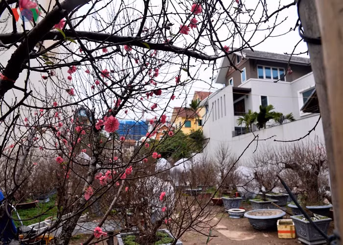  A local trader of peach blossoms on Lac Long Quan street. 