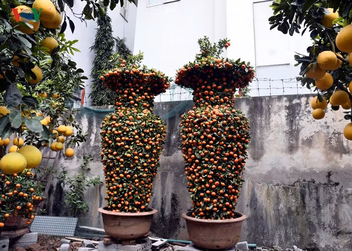  A pair of well-shaped kumquat trees are traded at VND40 million.