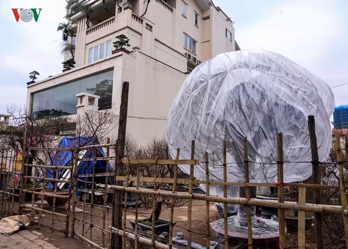  Peach trees are covered at night when the temperature drops to 4-5 degree Celsius.