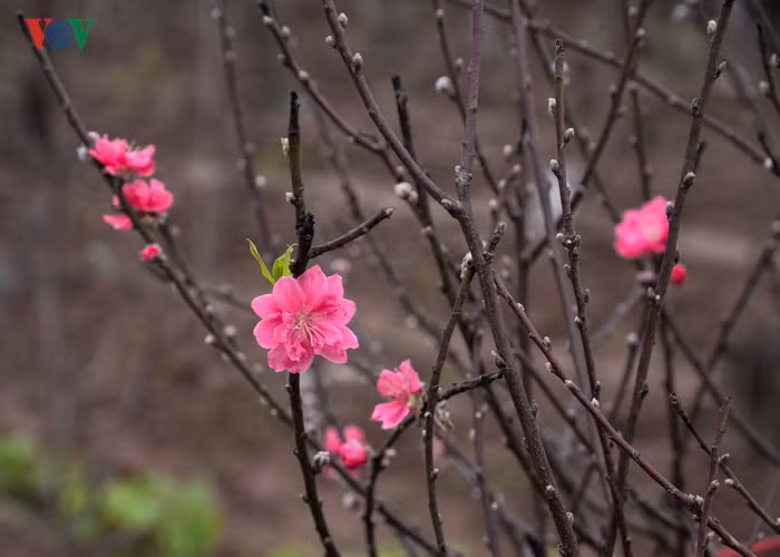  Nhat Tan – Hanoi’s largest peach garden – provides different types of ornamental trees during Tet. Pictured is a pink peach branch at Nhat Tan flower village.