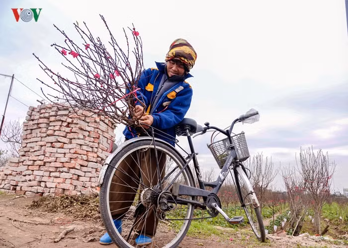  The owner of a peach garden in Nhat Tan said several peach branches are bought in advance although peach flowers will be in full bloom in the next two weeks.