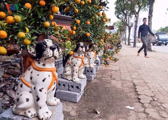  Apart from peach blossoms and kumquat trees, ornamental grapefruit trees are sold in some streets in Hanoi.