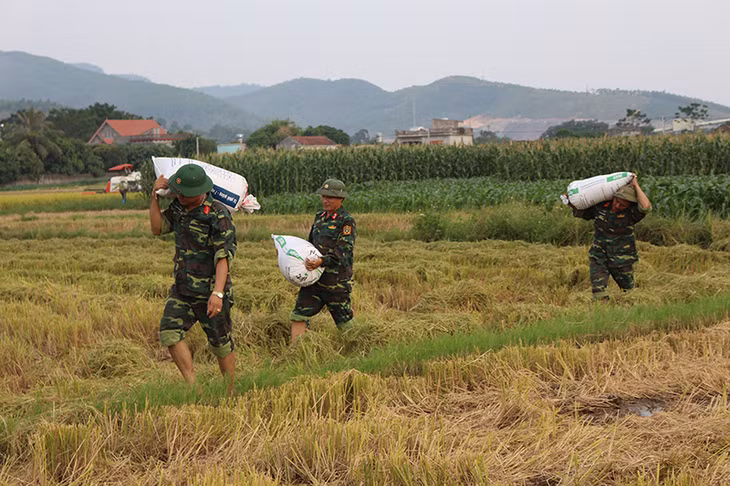 Army force helps farmers in Dong Trieu town haverst rice ahead of the expected landing Typhoon Sarika