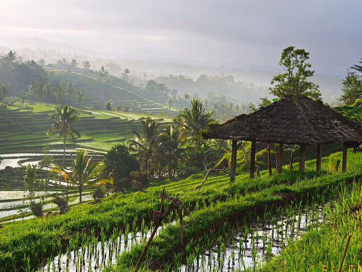 The rice fields of Ubud on the Indonesian island of Bali