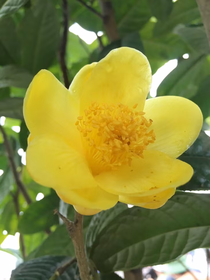 Ba Che yellow flower tea