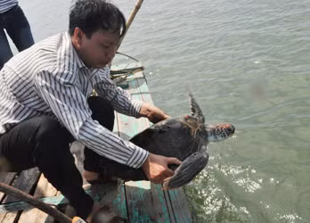Ha Long's people release a turtle into wild 