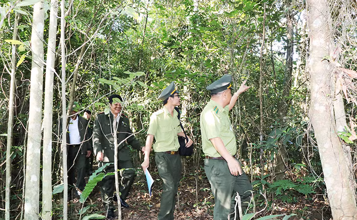Taking a walk in the forest would be a memorable experience