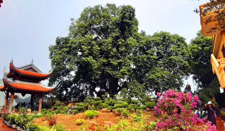The “Thi” is over 900 years old , 19m in height with circumference of 5.1 meters