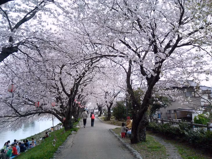 Cherry blossom trees in Japan