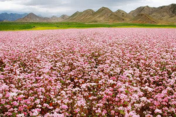 Buckwheat flowers