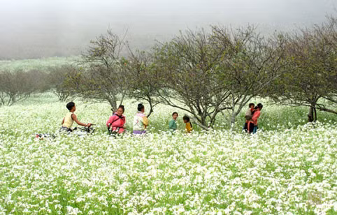 White mustard flowers