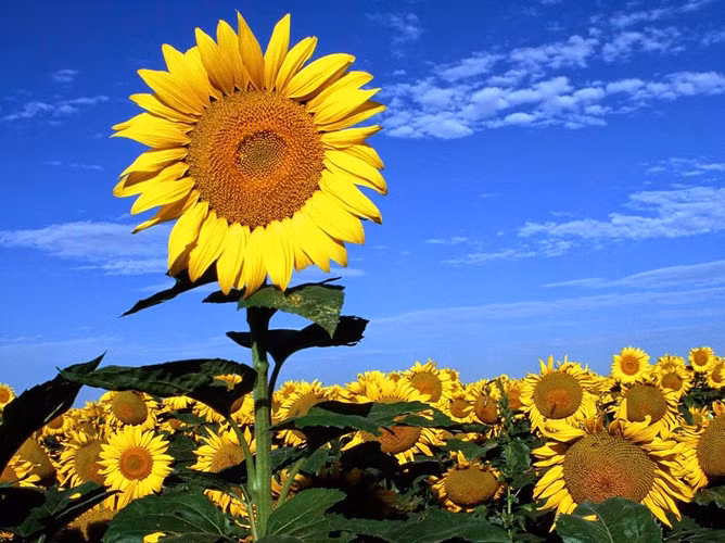 Sunflowers