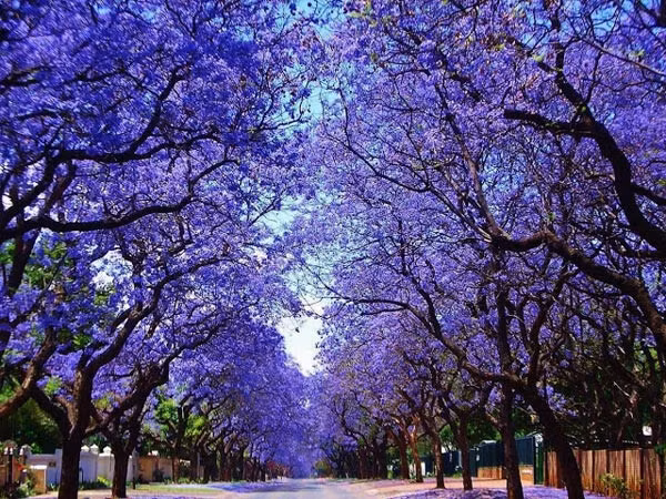 Jacaranda mimosifolia