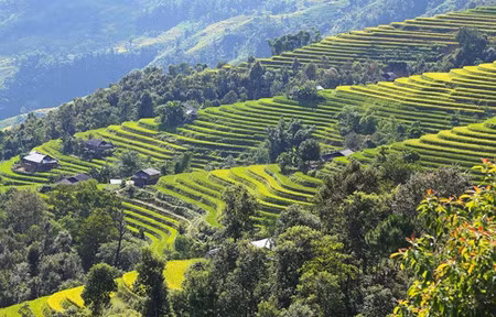 Hoang Su Phi is famous for rice terraced fields which consistently attract the great number of tourists each year. (Photo: Vnexpress)
