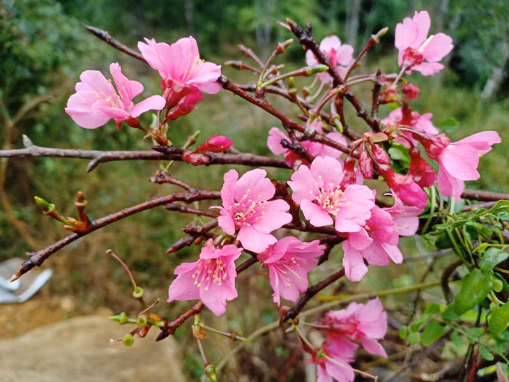 Pink peach blossoms in full bloom are beautifying the natural scenery of Binh Lieu border land.