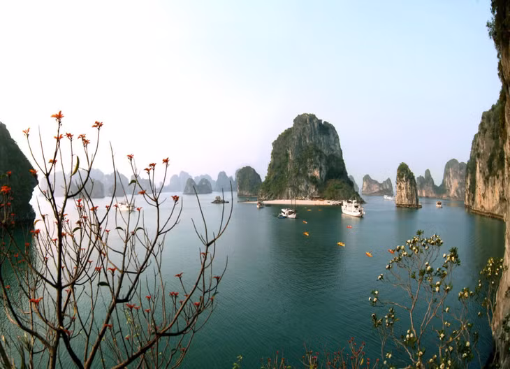 When spring comes, Ha Long Bay seems to be more energetic in light of the lush greenery of trees, warm sunshine and flowers in full bloom on the cliffs.