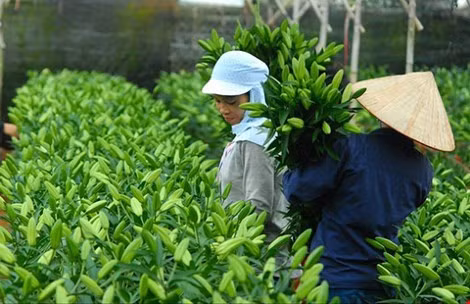 Prof Dr Nguyen Quoc Vong of RMIT University said the area for flower growth in Vietnam is equal to that of Spain, the EU’s fifth largest flower producer.